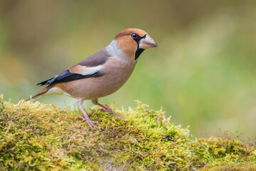 Hawfinch perched on mossy stone (Coccothraustes coccothraustes)