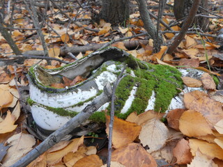 moss on a sneaker, a lost shoe in the woods. autumn leaves on the ground. 