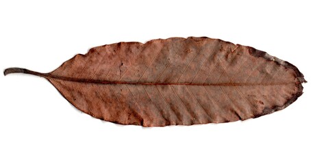 leaf isolated on white background