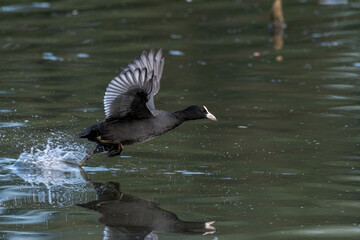 Eurasian, or Common Coot Fulica atra about to take-off on a pond.
