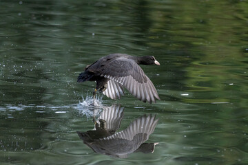 Eurasian, or Common Coot Fulica atra about to take-off on a pond.