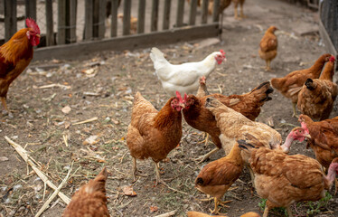 chickens in the farm