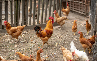 chickens in the farm