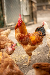 chickens in the farm