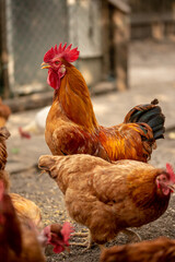 chickens in the farm
