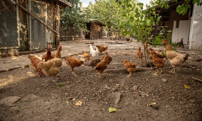 chickens in the farm