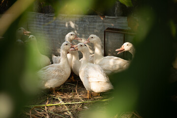 ducks on the farm