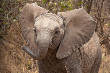 Fototapeta na wymiar Baby elephant