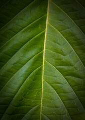Folhas em alta resolução Lente Canon Macro 100mm