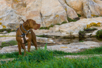 dog on the beach