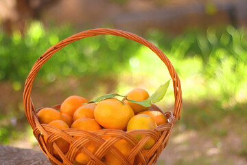 Vintage basket filled with fresh tangeriens in the garden. Selective focus.