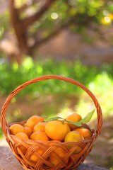 Vintage basket filled with fresh tangeriens in the garden. Selective focus.