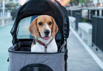A relaxing cute brown beagle on a dog stroller at a public park.    - Powered by Adobe