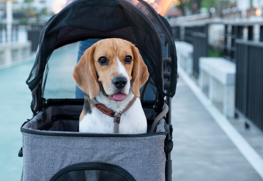 A relaxing cute brown beagle on a dog stroller at a public park. - Powered by Adobe
