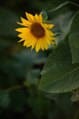 sunflower on the field