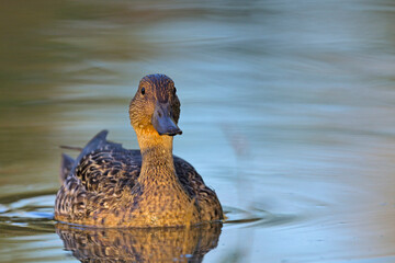Pintail or Northern Pintail (Anas acuta), Crete