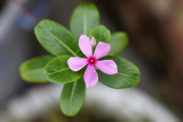 This is my Second shot picture canon 700d