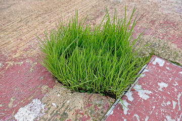 Green fresh grass breaks through asphalt. Nature vs urban. Work one's way concept