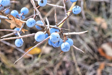 blackthorn on a branch