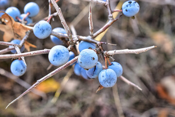 blackthorn on a branch