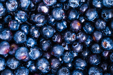 Background of freshly harvested blueberries with copy space. Healthy, vitamin rich, vegan and vegetarian food concept.