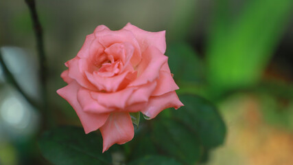 roses are love hopeful and beauty