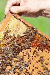 rame with honeycombs with honey in the beekeeper's hands on an apiary