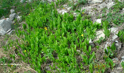 Green grass growth on a rocky surface