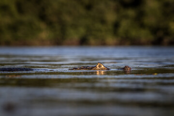 14 / 5000
Výsledky překladu
cayman in the water 