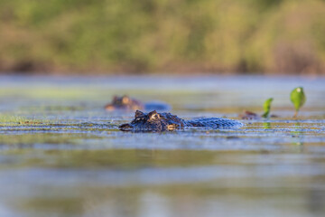 14 / 5000
Výsledky překladu
cayman in the water 