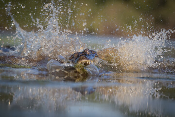 14 / 5000
Výsledky překladu
cayman in the water 
