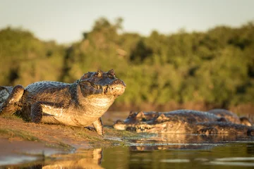 Gordijnen crocodile in the water © Jiří Šťastný