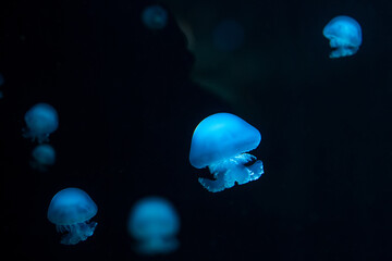 Beautiful colorful glowing jellyfishes in macro closeup shot swimming in aquarium pool with blue...
