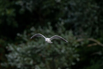 Black-Headed Gulls in flight. Non breeding adult Black Headed Gull