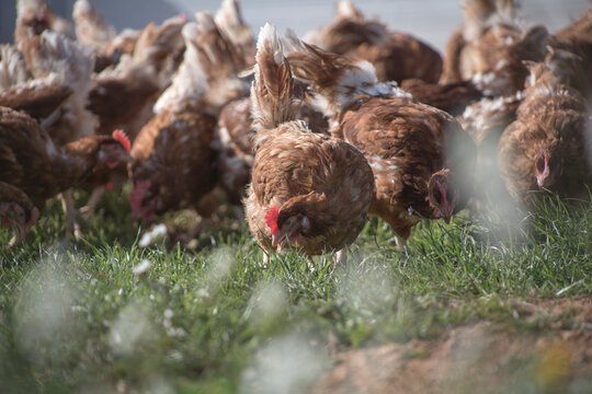 farm chickens in hen house and loose in the field