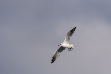 Black-Headed Gulls in flight. Non breeding adult Black Headed Gull