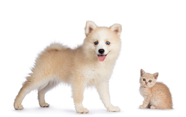 Adorable fluffy Pomsky dog pup, standing side ways  together with British Shorthair cat kitten. Looking towards camera. Isolated on a white background.