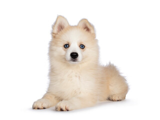 Adorable fluffy Pomsky dog pup, laying down front view. Looking towards camera with blue eyes. Isolated on a white background.