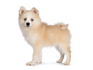 Adorable fluffy Pomsky dog pup, standing side ways. Looking towards camera with blue eyes and mouth closed. Isolated on a white background.