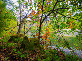 Obraz premium Lake surrounded by deciduous trees in early autumn on a cloudy day (Zao, Yamagata, Japan)