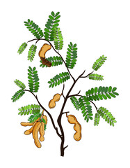 vector. Brown Fruit Tamarind set hand draw sketch