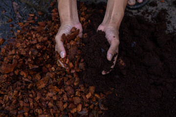 Hand of agriculturist holding soil mixing coconut dust to prepare for cultivation.