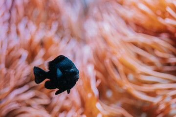 Amazing black fish swimming underwater on coral reefs background. Tropical sea bottom. Colorful...
