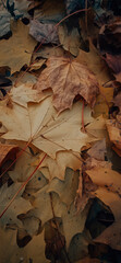 autumn leaves on the ground