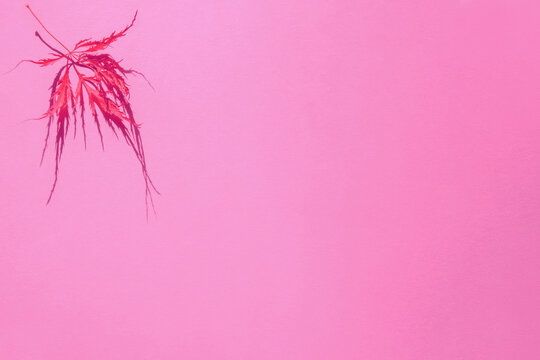 Abstract pink background one red japanese maple leaf,Acer palmatum dissectum named Crimson Queen,dry shriveled with hard shadows in left upper corner,copy space.Hello autumn concept,decorative design