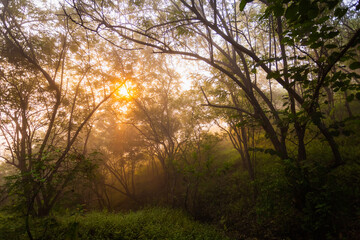 Fototapeta na wymiar Beautiful morning, foggy sunrise in the forest, in Pune, India.