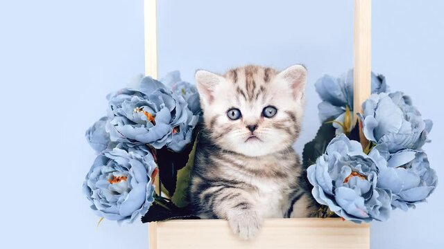 Frightened funny kitten looks around and into the camera.  Kitten in a basket with blue roses isolated on a light blue background.