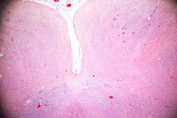 Cerebellum, Thalamus, Medulla oblongata, Spinal cord and Motor Neuron human under the microscope in Lab.
