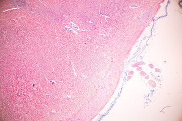 Cerebellum, Thalamus, Medulla oblongata, Spinal cord and Motor Neuron human under the microscope in Lab.
