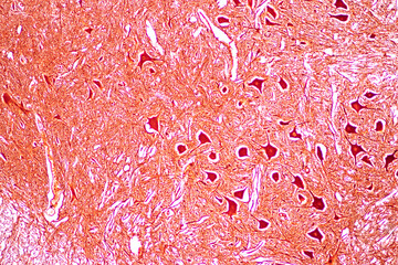 Cerebellum, Thalamus, Medulla oblongata, Spinal cord and Motor Neuron human under the microscope in Lab.
